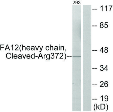 Anti-FA12 (heavy chain, Cleaved-Arg³?²) antibody