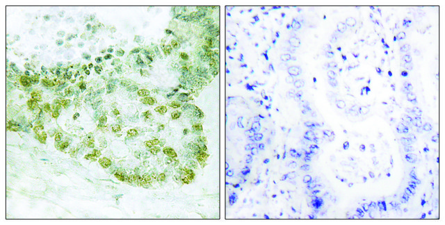 Anti-HIC-5 antibody produced in rabbit