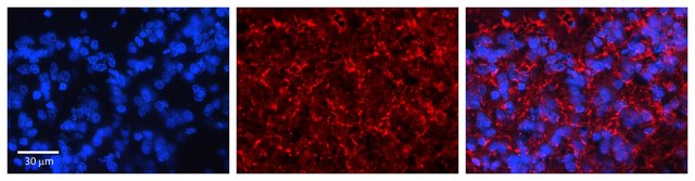 Anti-KCNMA1 antibody produced in rabbit