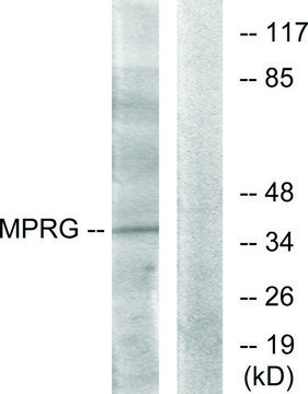 Anti-MPRG antibody produced in rabbit