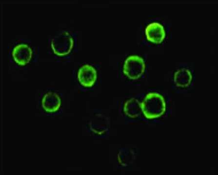 Monoclonal Anti-BTK antibody produced in