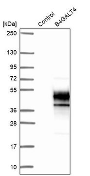 Anti-B4GALT4 antibody produced in rabbit