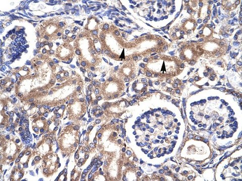 Anti-CDC2 (C-terminal) antibody produced in