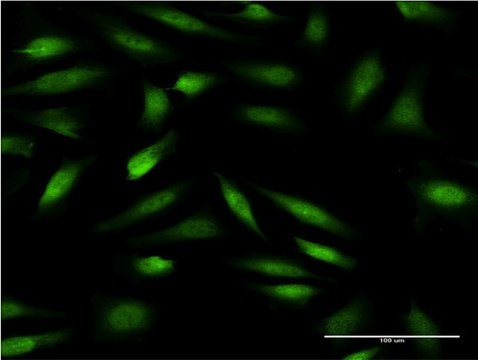 ANTI-ZNF274 antibody produced in mouse