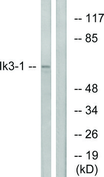 Anti-IK3-1 antibody produced in rabbit