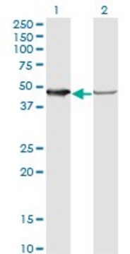 Monoclonal Anti-NUDC antibody produced in