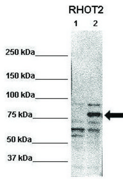 Anti-RHOT2 (N-terminal) antibody produced in