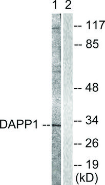 Anti-DAPP1 antibody produced in rabbit