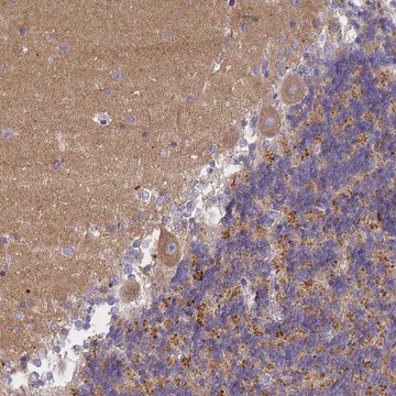 Anti-AP3M1 antibody produced in rabbit