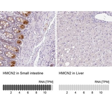 Anti-HMCN2 antibody produced in rabbit