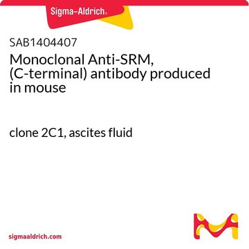 Monoclonal Anti-SRM, (C-terminal) antibody produced