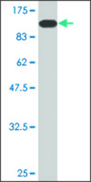 Monoclonal Anti-GLMN antibody produced in