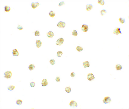 Anti-CXCR3 antibody produced in rabbit