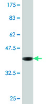 Monoclonal Anti-CRYAB antibody produced in