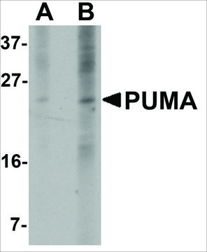 Monoclonal Anti-PUMA antibody produced in