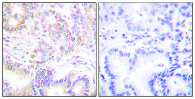 Anti-SENP5 antibody produced in rabbit