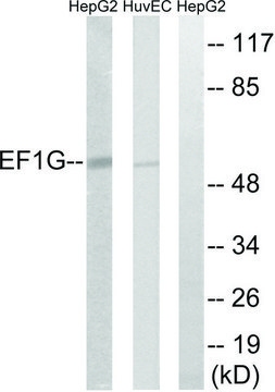 Anti-EEF1G antibody produced in rabbit