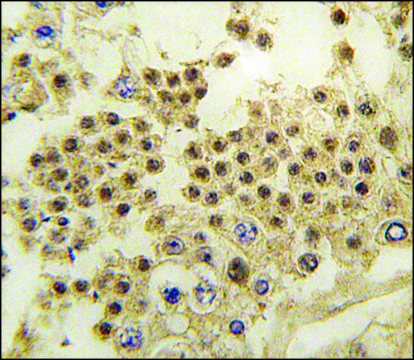 Anti-LIN28A (N-term) antibody produced in