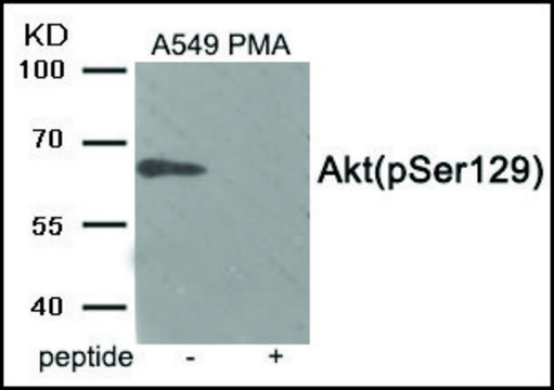 Anti-phospho-Akt (pSer¹²?) antibody produced in