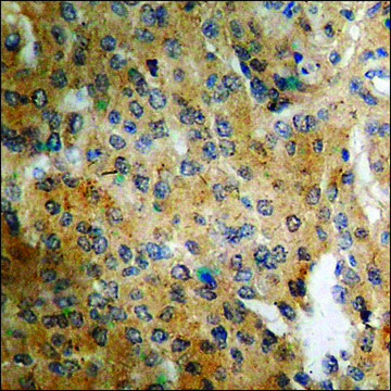 Anti-phospho-Connexin 43 (pSer³??) antibody produced