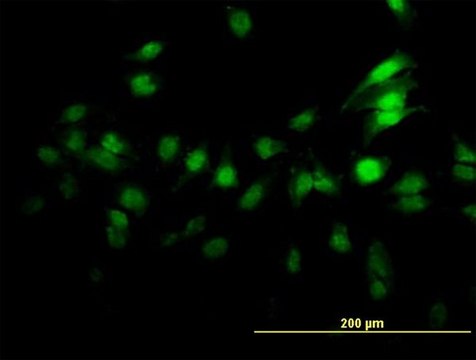 Monoclonal Anti-ZNF496 antibody produced in