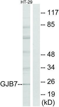Anti-GJB7 antibody produced in rabbit