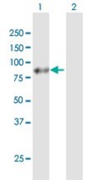 Anti-APLP1 antibody produced in mouse