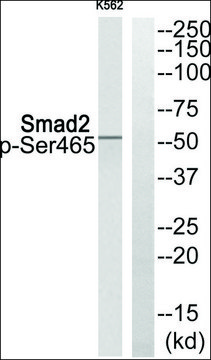 Anti-phospho-Smad2 (pSer???) antibody produced in