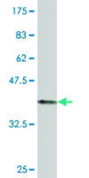 Monoclonal Anti-ZIC3 antibody produced in