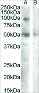 Anti-SULF2 antibody produced in goat