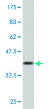 Monoclonal Anti-TMEFF2 antibody produced in