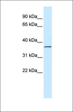 Anti-LRRC25 antibody produced in rabbit