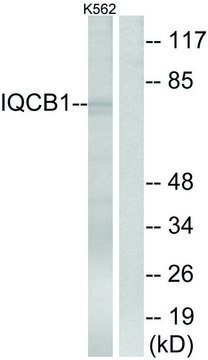 Anti-IQCB1 antibody produced in rabbit