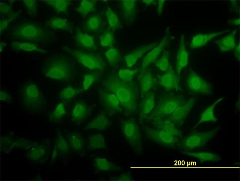 Monoclonal Anti-YBX1 antibody produced in