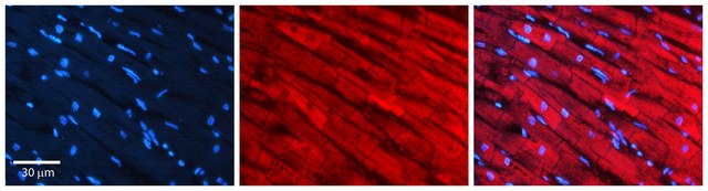 Anti-SREBF2 antibody produced in rabbit