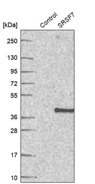 Anti-SRSF7 antibody produced in rabbit