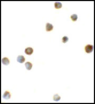 Anti-ZBTB6 antibody produced in rabbit