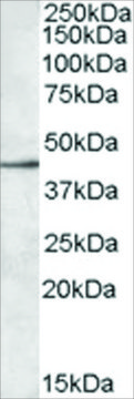 Anti-SIGLEC8 antibody produced in goat