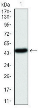 Monoclonal Anti-PIK3CA antibody produced in