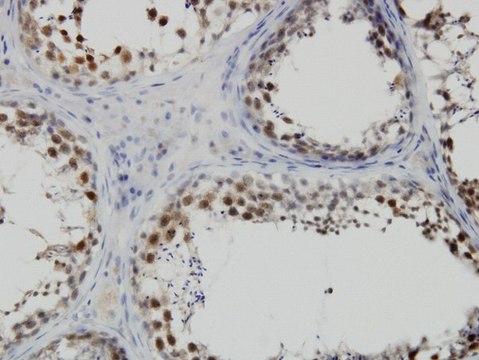 ANTI-PBK antibody produced in mouse