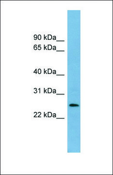 Anti-LIN37 antibody produced in rabbit