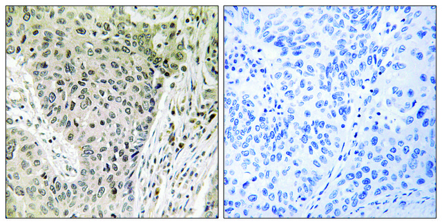 Anti-ARHGEF19 antibody produced in rabbit