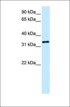 Anti-HAAO antibody produced in rabbit