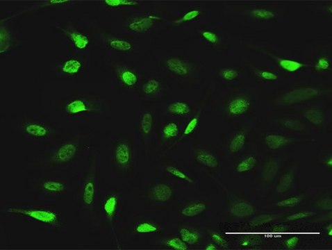 Anti-EPB41L1 antibody produced in rabbit
