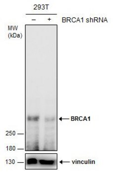Monoclonal Anti-BRCA1 antibody produced in