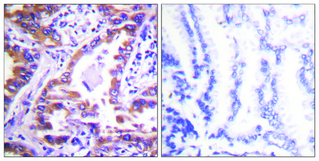 Anti-Calnexin, C-Terminal antibody produced in