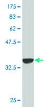 Monoclonal Anti-KRT10 antibody produced in