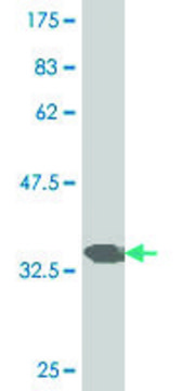 ANTI-PAX7 antibody produced in mouse
