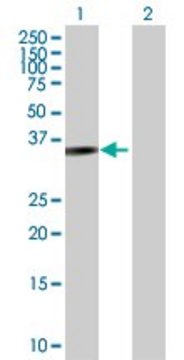 Anti-PARVG antibody produced in rabbit