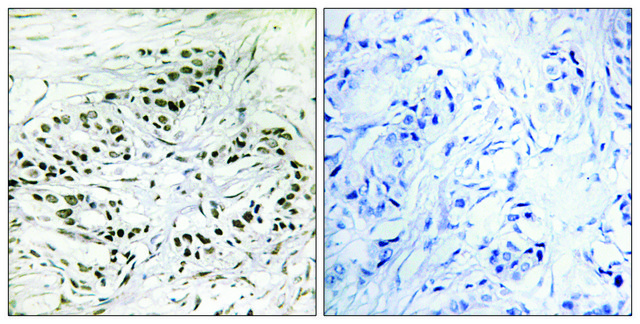 Anti-ERF antibody produced in rabbit